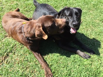 two dogs happily playing together on grass