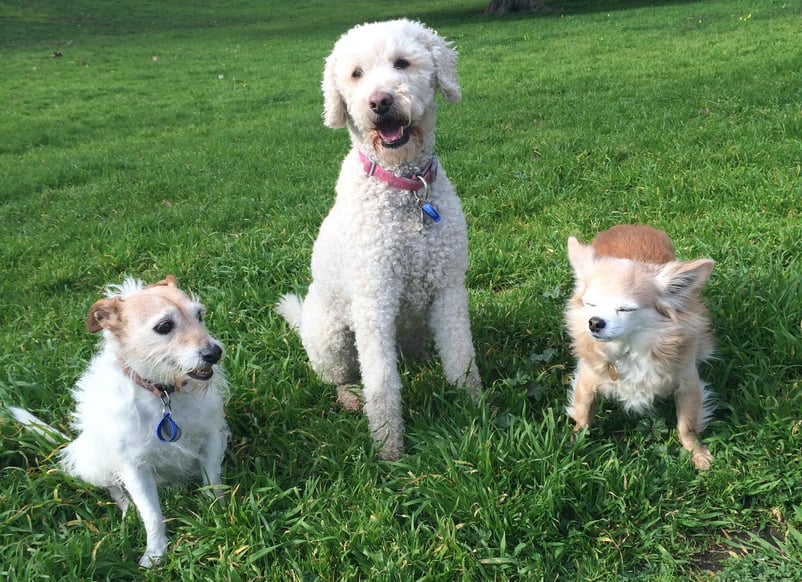 three dogs sitting together on grass