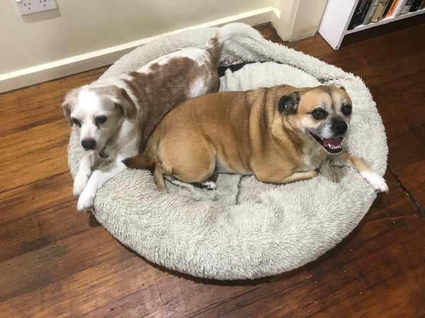 two dogs looking happy sharing a bed