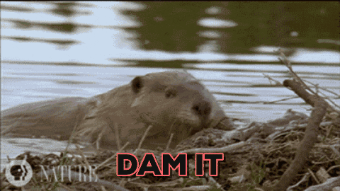 giphy-7